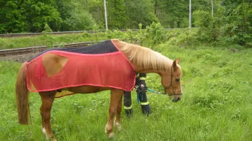 Zachráněný kůň nemá žádné zranění