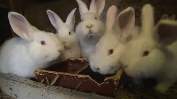 Češi opět staví králíkárny a vrací se k chovu králíků