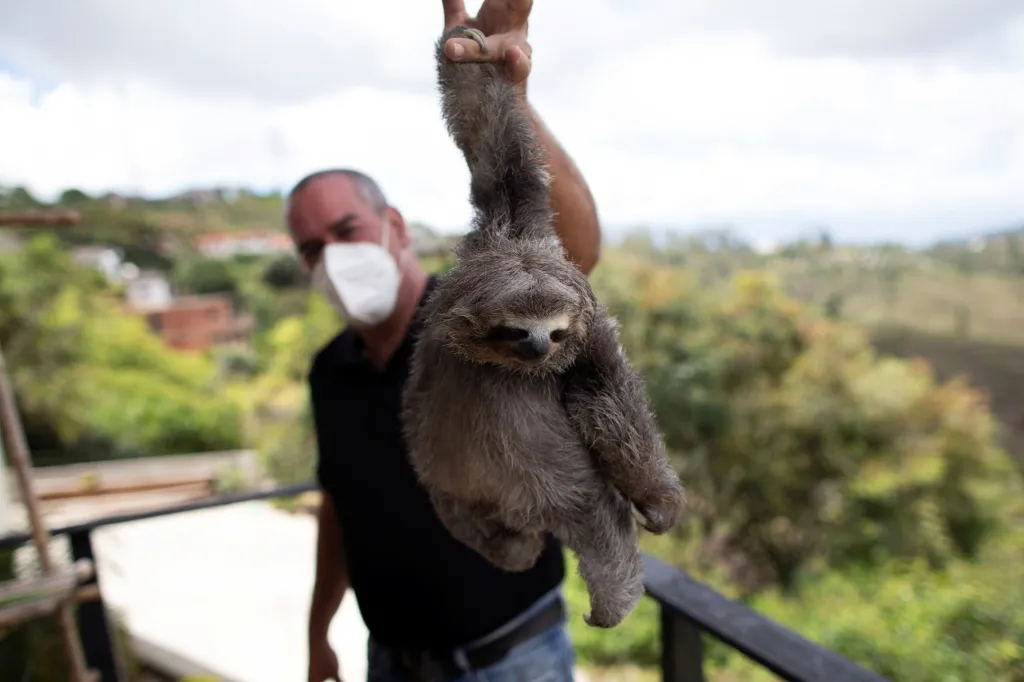 Chewbacca je lenochod hnědokrký, zachráněný Juanem Carlosem Rodriguezem a jeho manželkou Haydee poté, co jej našli na silnici, na kterou spadl z elektrického vedení. Chewbacca je umístěn na záchranné stanici ve venezuelském městě San Antonio de Los Altos