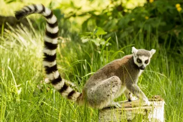 Lemur z ostravské zoo je na útěku. Lidé mají hlásit, když ho zahlédnou