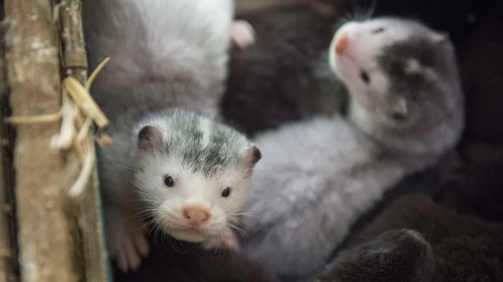 Norci na kožešinové farmě