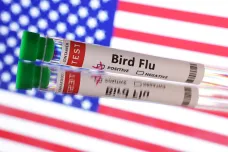 Ptačí chřipkou H5N1 se nakazilo šest Američanů, kteří vybíjeli infikovanou drůbež