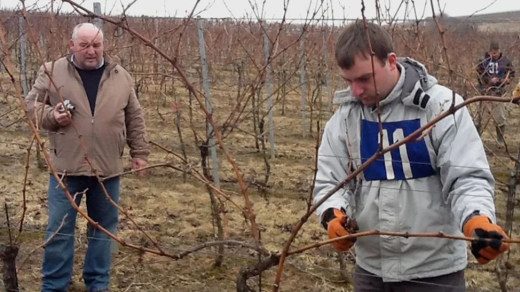 Soutěž v řezu réví v Bzenci