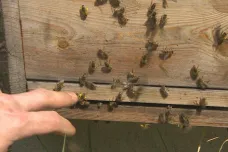 V Česku přes zimu uhynul rekordní počet včelstev, může se to promítnout do cen medu