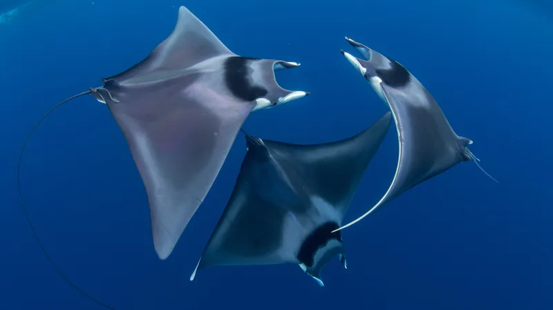 Kategorie Život pod hladinou, 1. místo. Spinetail devil rays, (Mobula japanica)