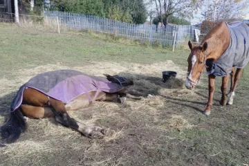 Zbytky jídla do krmelců nepatří, varují myslivci. Na Tachovsku uhynul kůň, kterému dal někdo nevhodné pečivo