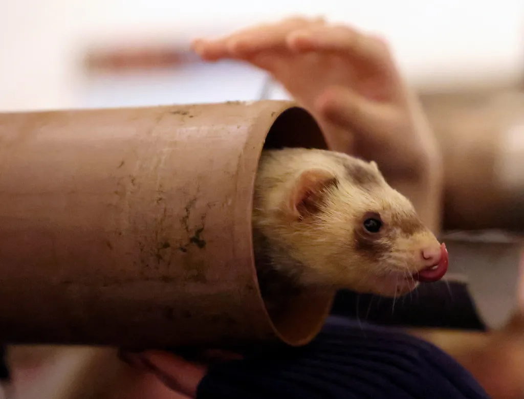Fretka Campari dorazila do cíle jako první