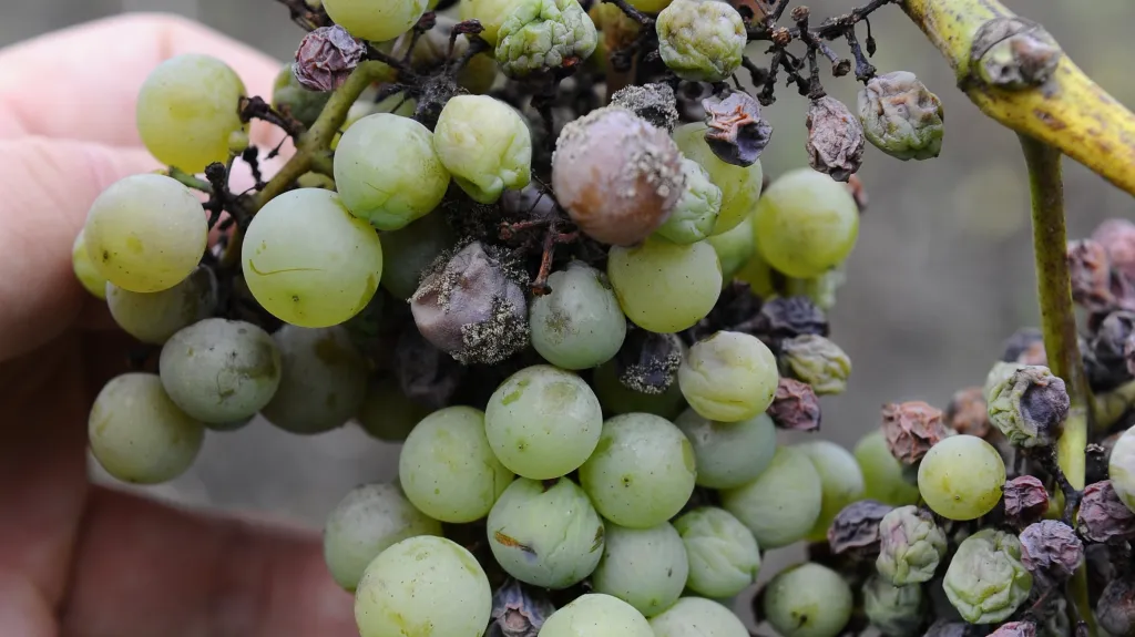 Hrozny napadené plísní