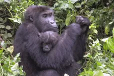Spory domorodých Pygmejů s ochránci goril přerůstají v Kongu v násilí a vraždy
