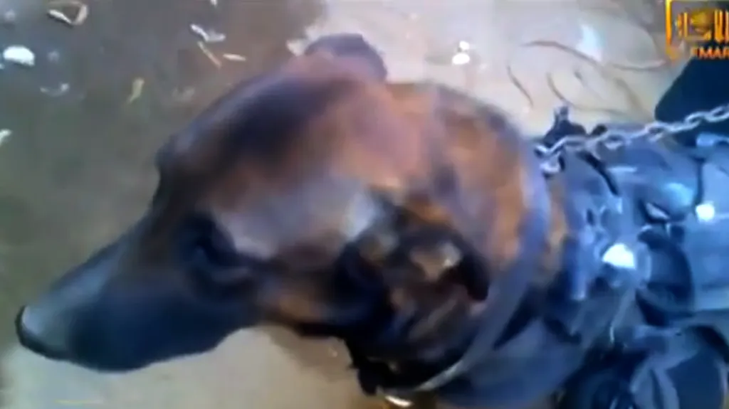 Pes zadržený bojovníky Talibanu