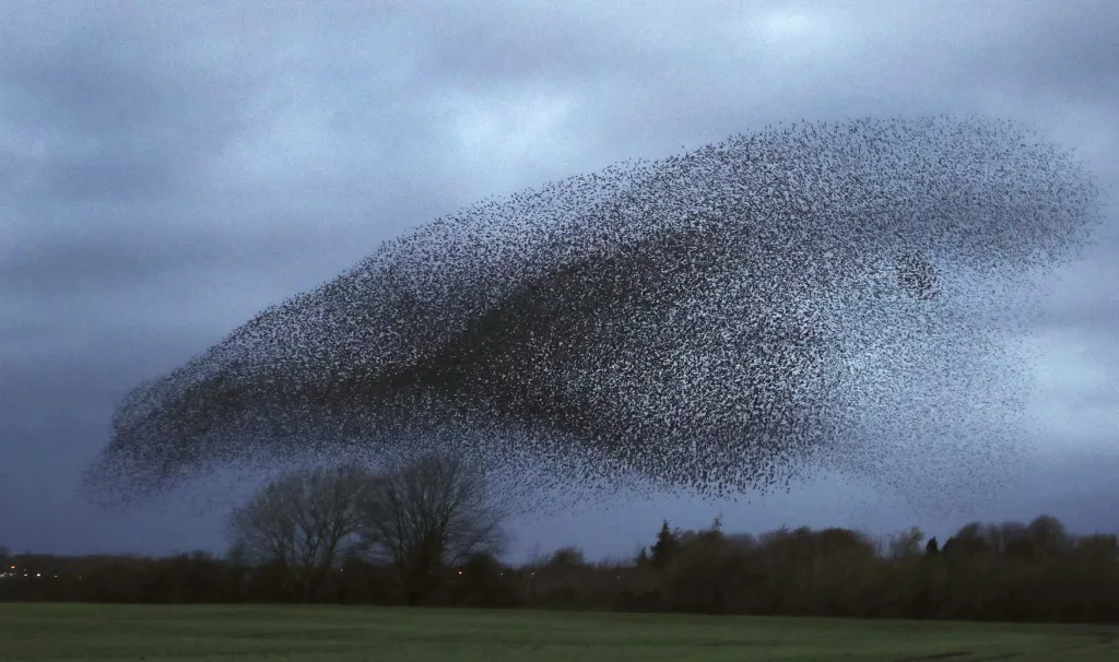 Hejno špačků na obloze u Gretna Green v jižním Skotsku. Tisíce ptáků vytvářejí v některých dnech na nebi podivuhodné měnící se útvary