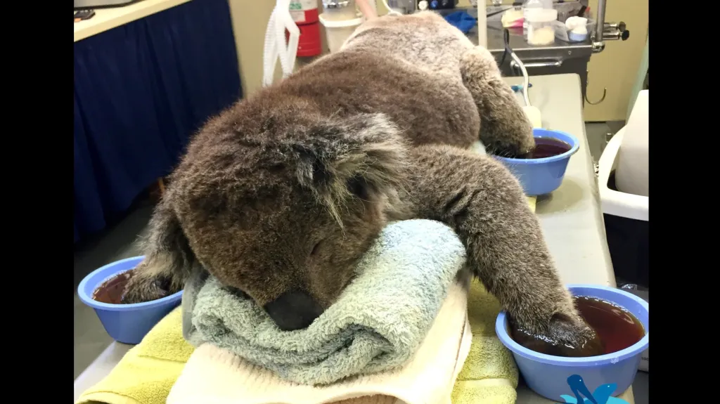 Koala Jeremy
