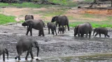 Sloni v Dzanga Bai