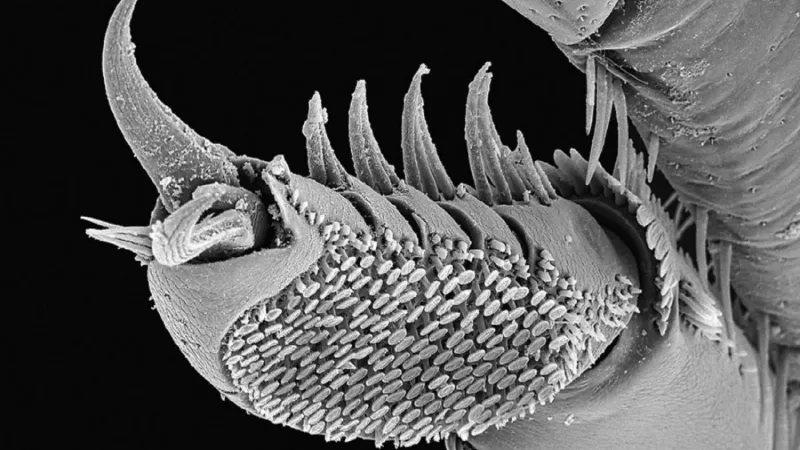 Vírník pod mikroskopem