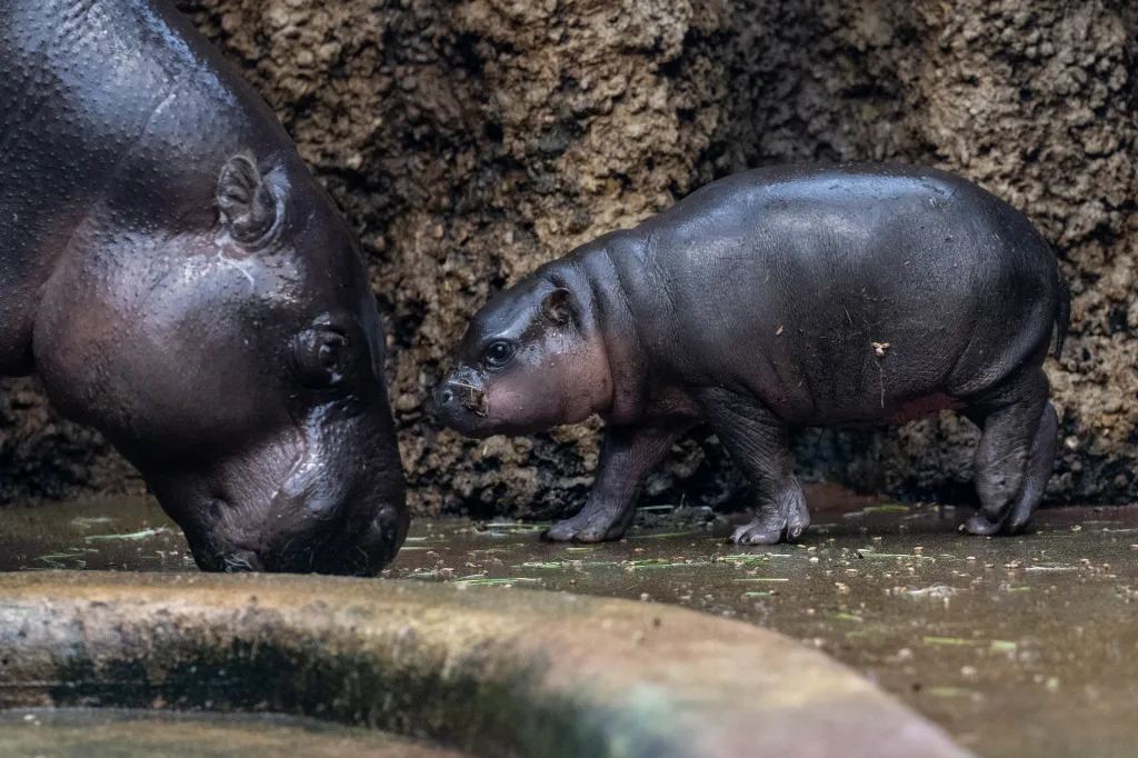V drtivé většině případů se rodí pouze jedno mládě. S matkou se pak zdržuje dva až tři roky