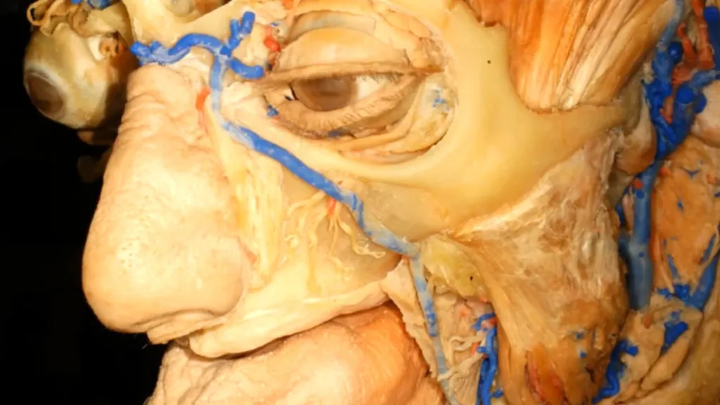 Program 4D Anatomy