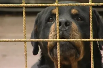 Nová kampaň bojuje proti týrání psů v množírnách