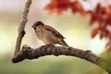 Vrabec staví hnízdo z bylin, aby chránil mladé před parazity