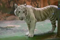 Tygřice Charlota se po několikaměsíčním pobytu v zoo Hodonín stěhuje do Německa