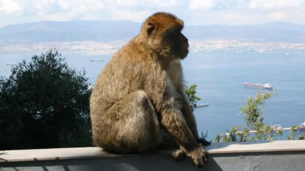 Gibraltarská opice