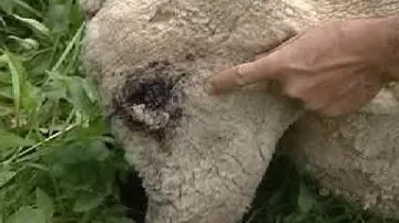 Pokousaná ovce