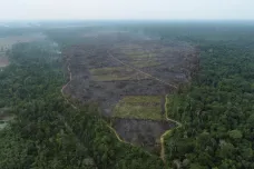 Odlesňování Amazonie od začátku roku výrazně zpomalilo