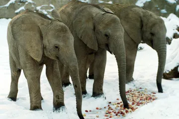 Slonice Zola ze zlínské zoo čeká slůně. Umělé oplodnění bylo úspěšné