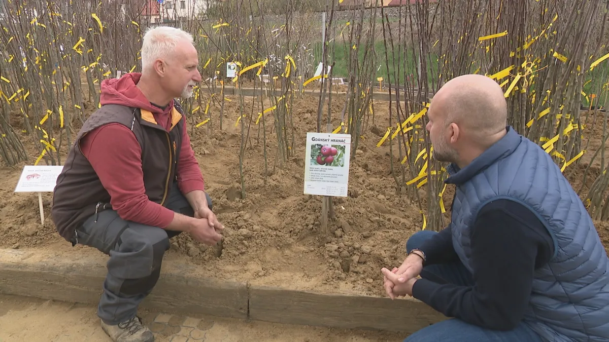 Jadernička či praskula. V Bojkovicích začali s roubováním starých odrůd jabloní