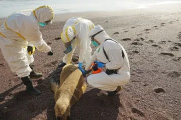 Ptačí chřipka zabila v Peru stovky lachtanů. Vědci se obávají, že se přizpůsobí savcům