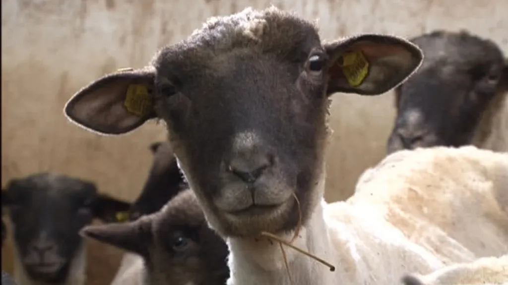 Podle zákona se ovce musí stříhat minimálně jednou do roka