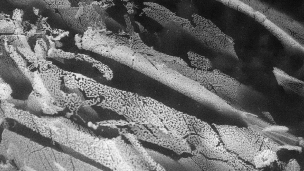 Struktura žil hydrátu chloridu cesného (bílá) v ledu (tmavošedá) zobrazená pomocí pokročilé environmentální elektronové mikroskopie při -50 °C