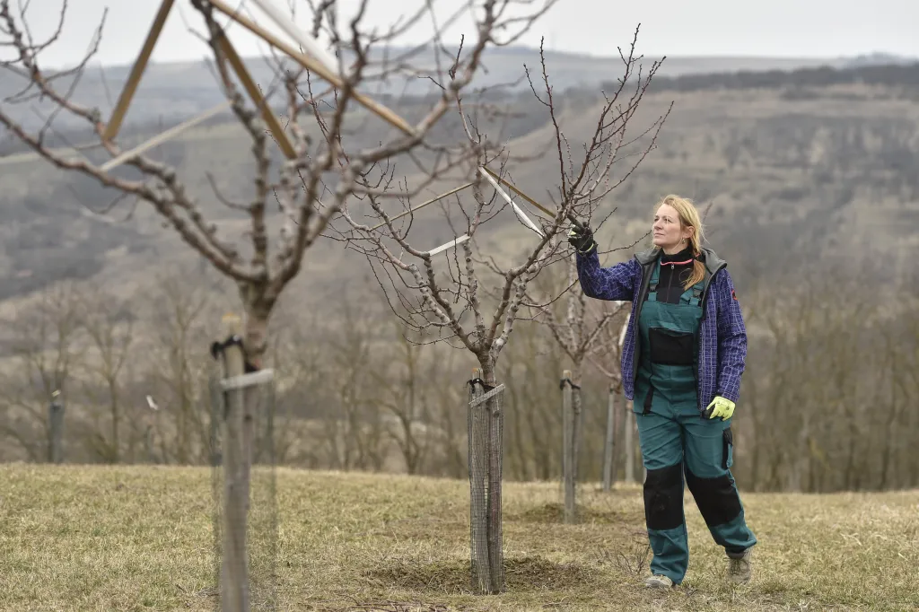 Koncem března vysadili pracovníci Mandlárny třicet stromků, které vytvoří mandloňové arboretum. Její majitelka Kateřina Kopová (na snímku) o zřízení arboreta přemýšlela už několik let