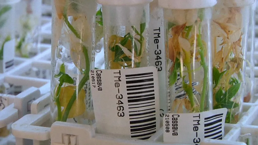 Vyšlechtěné rostlinky manioku