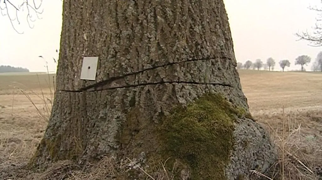 Poškozený strom