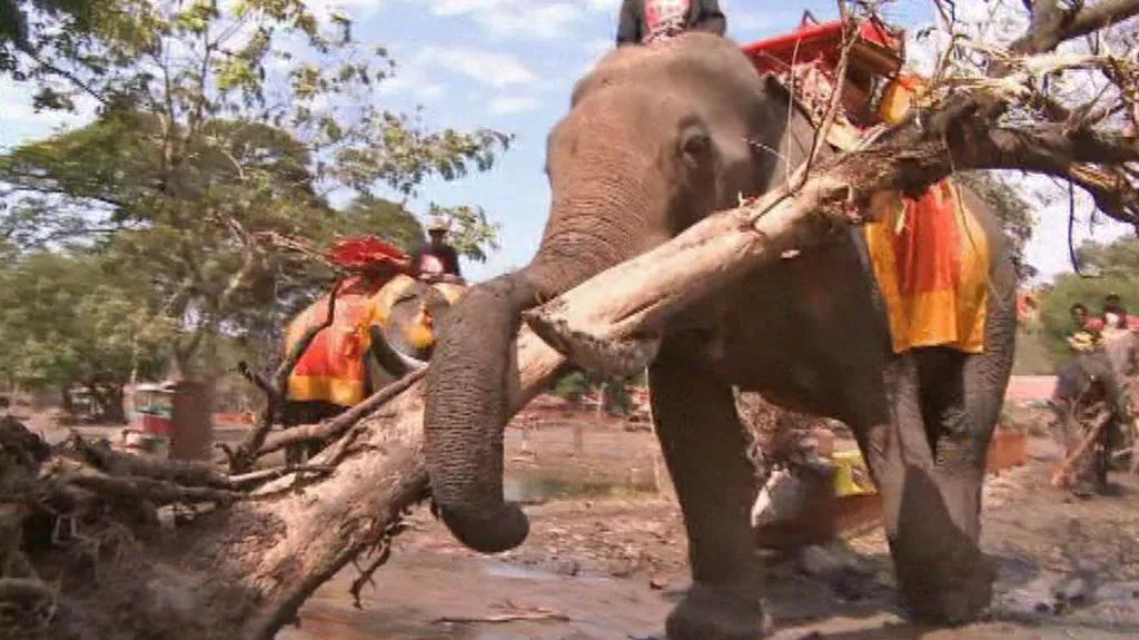 Při úklidu po povodních pomáhají v Thajsku sloni