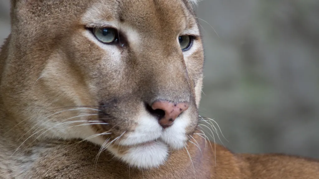 Puma americká. Ilustrační foto