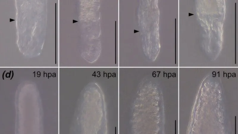 Změny na těle ploštěnky