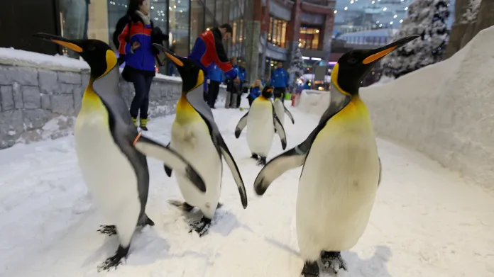 Tučňáci v obchodním centru v Dubaji