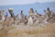 Pelikáni zváni. Louisiana dokončuje ptačí ostrov, který před deseti lety zničila ropná katastrofa