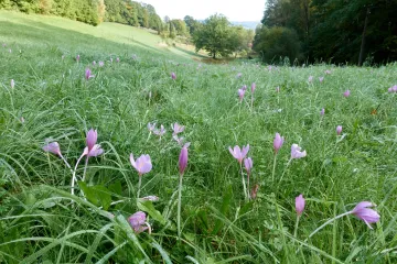 Ženy si spletly ocún s medvědím česnekem. Skončily ve vážném stavu v kroměřížské nemocnici