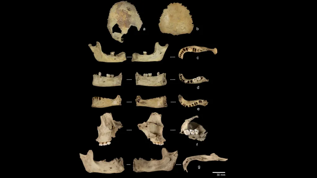 Lidské kosti ze španělské jeskyně byly zpracované ke konzumaci