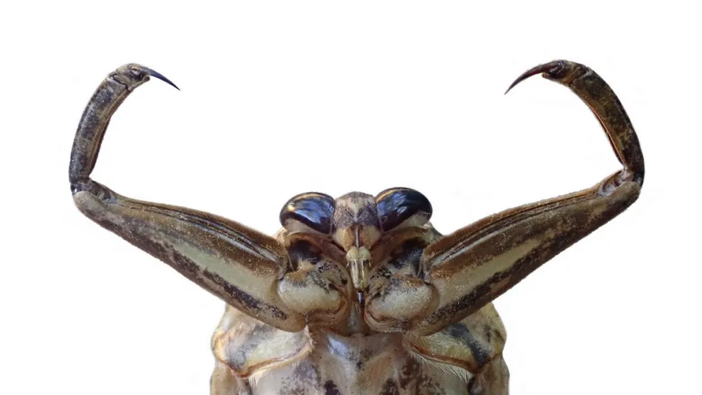 Mohutnatka Lethocerus patruelis