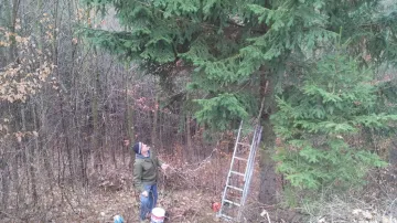 Lesníci se připravují na skácení smrku