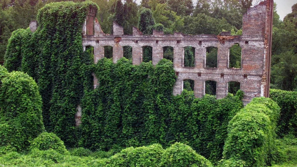 Kudzu v USA