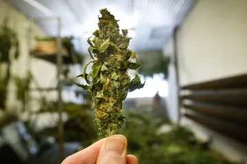 Při užívání léčebného konopí si Česko bere příklad z Izraele