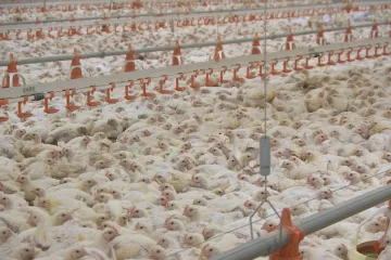 Jemnice nechce drůbežárnu. Zemědělec doufá, že i přes výsledek referenda chov rozjede