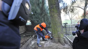 Kácení vánočního smrku