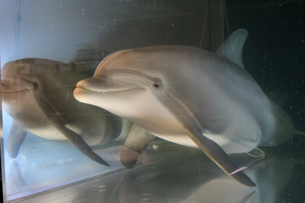 Umělého delfína vyvinula americká firma, která se zabývá výrobou robotů. Delfíní robot vypadá zcela realisticky. Umí se pohybovat pod vodou a zvládne i drobné akrobatické výkony. Hlavním důvodem, proč vyrobit robota, je kritika ze strany ochránců přírody v souvislosti s chovem vodních tvorů v zábavních parcích