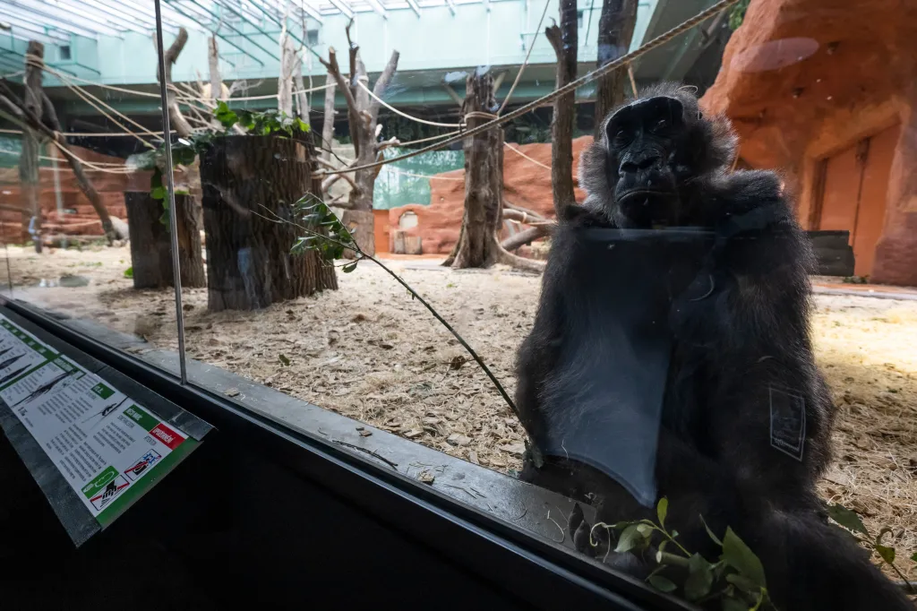 Pražská zoologická zahrada představila nový pavilon goril