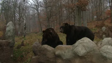 Pár medvědů kamčatských